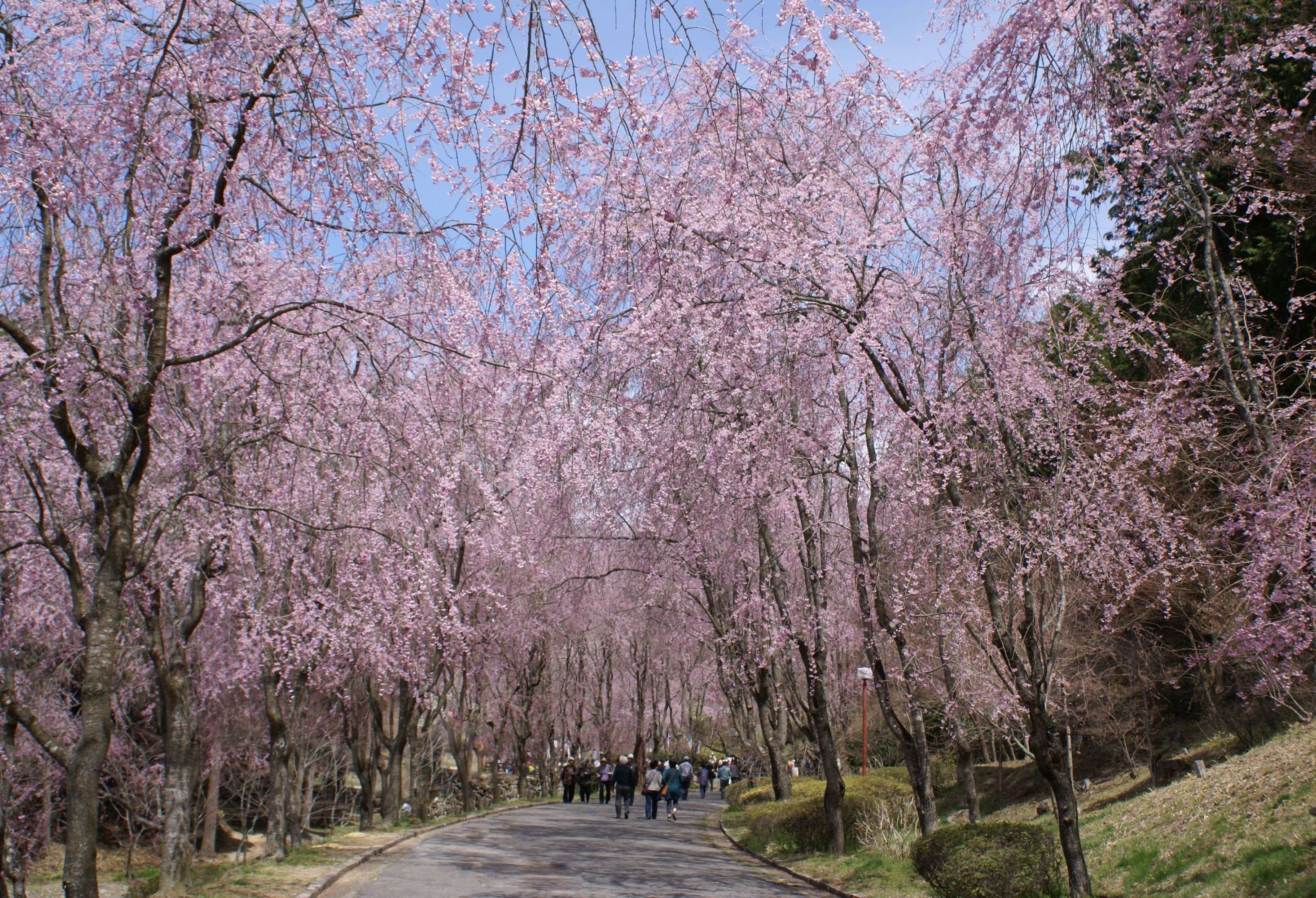 🌸 세라 고잔 후레아이 마을(세라코우잔후레아이노사토) 이미지 8